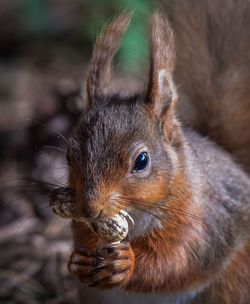 Close-up of squirrel