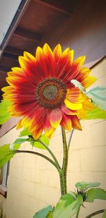 Close-up of sunflower in flower pot