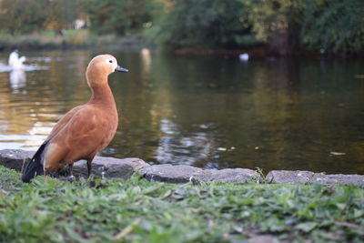 Duck on lake