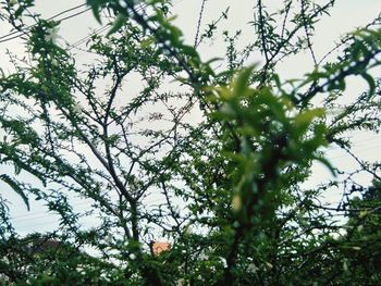 Low angle view of flower tree against sky