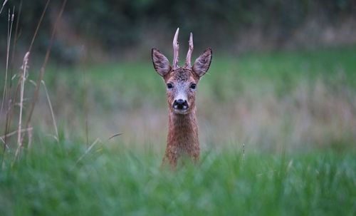 Portrait of deer in a field