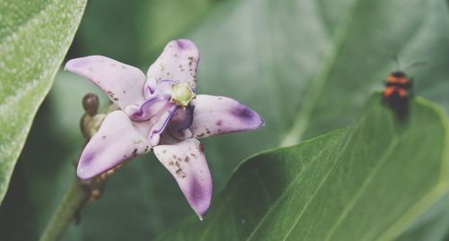 Close-up of pink flowers blooming outdoors