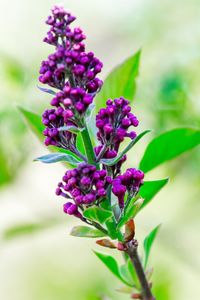 Close-up of insect on purple flowers