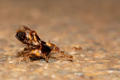 Group of red ant carrying a bug