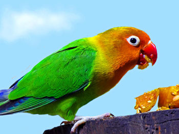 Close-up of parrot perching on rock against sky