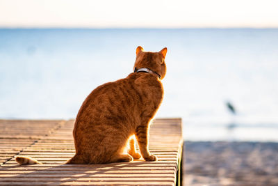 Cat watching a heron from a wooden bank at a beach