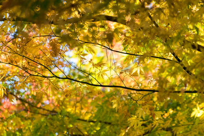 Low angle view of trees during autumn