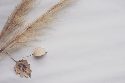 Close-up of dry leaves on white table