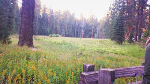 Trees on grassy field