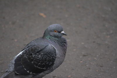 High angle view of pigeon perching