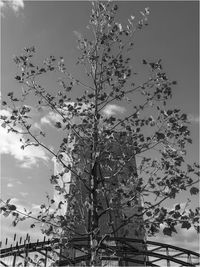 Low angle view of tree against sky