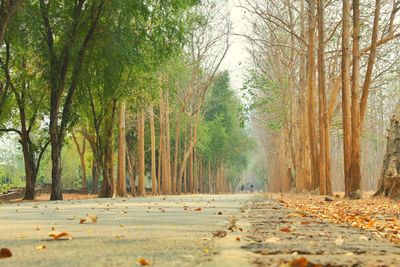 Road amidst trees in forest