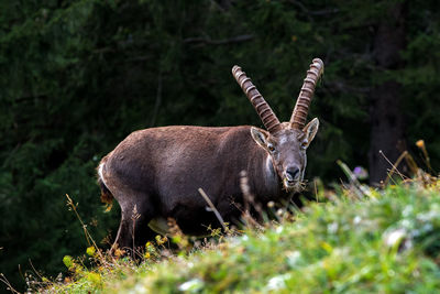 Ibex in the valley lauterbrunnental near lauterbrunnen, switzerland