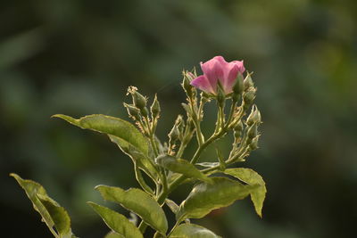 Close-up of pink flowering plant