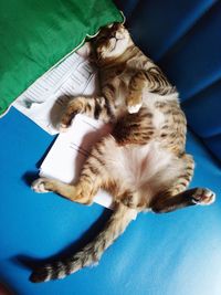 High angle view of cat sleeping on bed