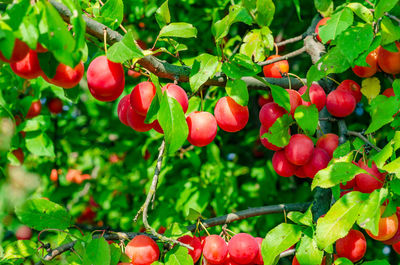 Yellow cherry plum berries on branches among green leaves. summer harvest, healthy food