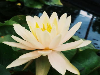 Close-up of lotus water lily in lake