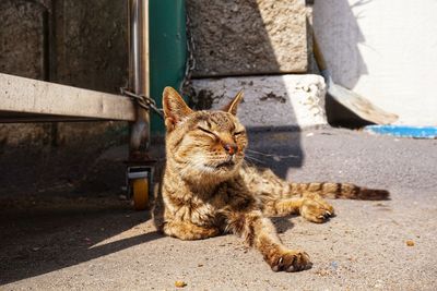 View of a cat looking away