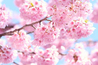 Close-up of pink cherry blossom