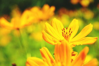 Close-up of yellow flowering plant