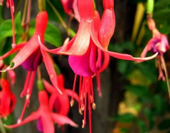 Close-up of pink flowers