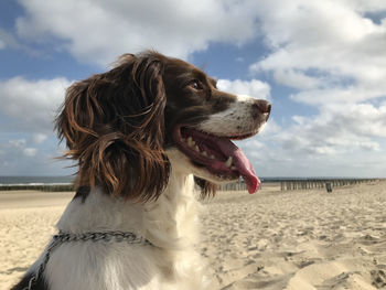 Dog looking away on beach