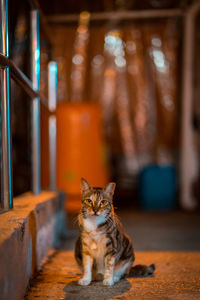 Portrait of cat sitting on floor