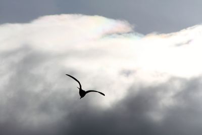 Low angle view of silhouette bird flying in sky