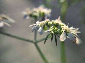 Close-up of white flowers