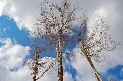 Low angle view of bare tree against sky