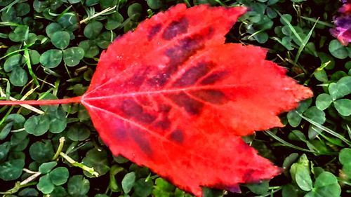 Close-up of leaves