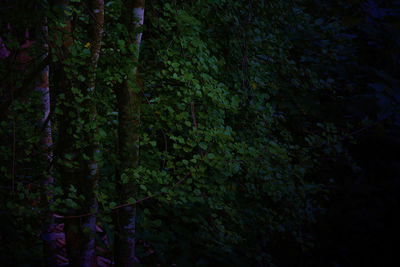 Full frame shot of trees in forest