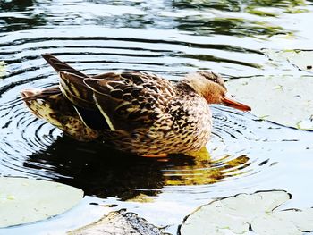 High angle view of duck swimming in lake