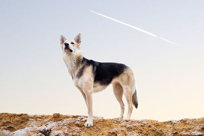 View of a dog looking away