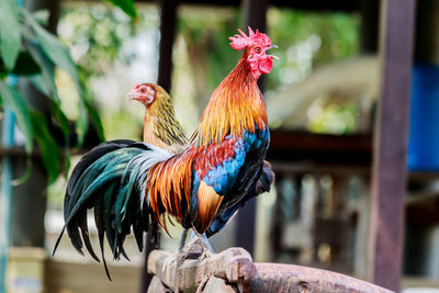 Close-up of rooster perching on wooden post