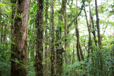 Trees in forest