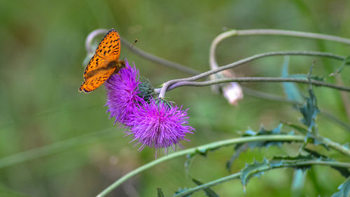 Close-up of butterfly pollinating on purple flower