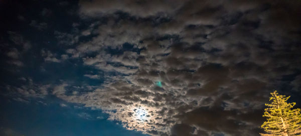 Low angle view of trees against sky at night