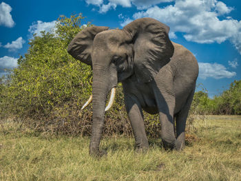 Elephant on field against sky