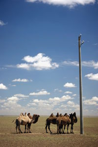 Horses on field against sky