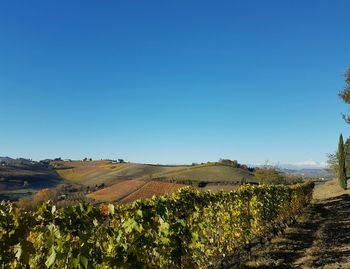Scenic view of vineyard against clear blue sky