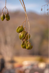 Close-up of berries growing on tree