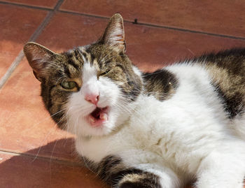 Close-up portrait of a cat