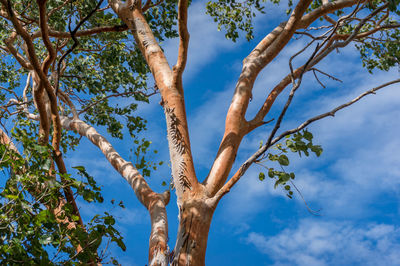 Low angle view of tree against sky