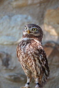 Close-up of a bird