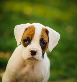 Close-up portrait of dog outdoors