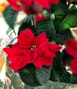 Close-up of red flowers blooming outdoors