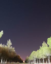 Low angle view of trees against sky at night