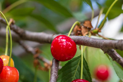 Low angle view of fruits on tree