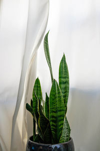 Close-up of plant against sky